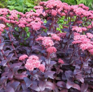 Čīkstene 'Purple Emperor'